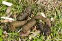19129465-Dog-poop-on-green-grass-Stock-Photo-feces.jpg