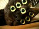 7 eye cat.jpg