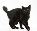 38899-Black-cat-meowing-white-background.png
