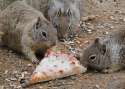 squirrels-eating-pizza.jpg