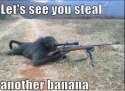 Funniest_Memes_let-s-see-you-steal-another-banana_19136.jpg