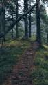 Forest_Path-wallpaper-10890878.jpg