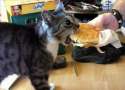 cat-has-cheeseburger-big.jpg