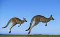 Kangaroos 4K.jpg