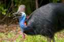 OWB0035 Southern Cassowary Swallowing Berry close up _DSC4532.jpg
