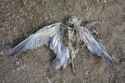 dead-bird-seagull-over-to-soil-50851845.jpg
