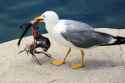 gull-holding-dead-bird-its-beak-closeup-seagull-73349143.jpg