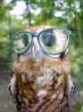 animal-bird-cute-funny-owl-photography-Favim.com-65193.jpg