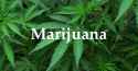 marijuana_head_lg.jpg