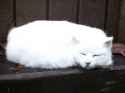 GHC315W Life Like Sleeping White Cat with Real Fur.jpg