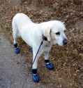 dogge w shoes on.jpg
