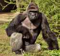 gorilla-shot-boy-zookeper-explains-harambe-amanda-odonoughue-cincinnati-zoo-1.jpg