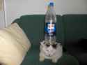 Bottlecat.jpg