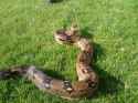 1276810070.thesquishyone_snakes_day_out_029.jpg