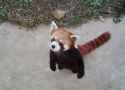 red-panda-10.jpg