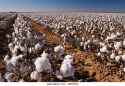 cotton-plant-gossypium-hirsutum-cotton-field-lubbock-panhandle-texas-a8aw1n.jpg