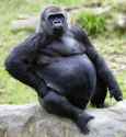 pregnant gorilla.jpg