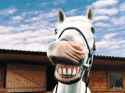 smiling-horse.jpg