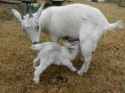 mama_and_baby_goat_by_bobthegirlcat-d39zqyp.jpg