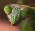 chinese mantis.jpg