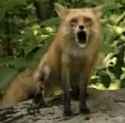 fox-cry-and-scream.jpg