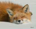 sleeping_fox_by_krankeloon-d3d8695.jpg