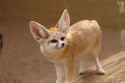 can-you-keep-a-fennec-fox-in-the-uk-as-a-pet-53cf959ca2ed9.jpg