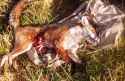 dead-fox-cheshire-forest-fh-7-9-19911[1].jpg
