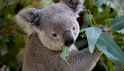 koala joe.jpg