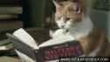cat-reading-book-fixed-o.gif