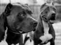 Pitbull-Wallpapers-Two-Pitbulls-in-Black-and-White-800x600.jpg