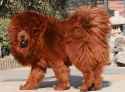 Red-Tibetan-Mastiff.jpg