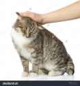 stock-photo-hand-of-person-stroking-head-of-cute-cat-isolated-on-white-background-129170144.jpg