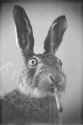 high-bunny-720x1081.jpg