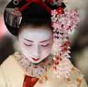 geisha sorry.jpg