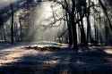 Forest_Light__Andreas_N__20141769353.jpg