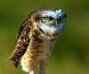 mad-owl.jpg