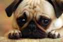 Crying Sad Puppy.jpg