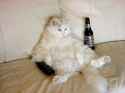 Can-cat-drink-alcohol-09_thumb.jpg