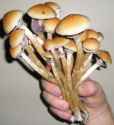 wild-magic-mushrooms-275x300.jpg