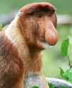 adult-male-proboscis-monkey.jpg