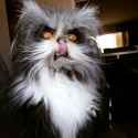 krampus cat.jpg
