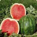 Watermelon.jpg
