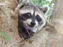 baby-racoon-pictures-cute-animals-pics.jpg