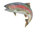 retro rainbow trout.jpg