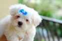 Maltese_puppy_blue_bow.jpg