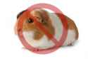 never buy guinea pigs.png