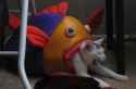 348db2a60f57a655330f7b863e984bd3-stuffed-fish-eating-cat.jpg