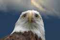 concerned eagle.jpg