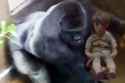 Harambe-the-gorilla.jpg